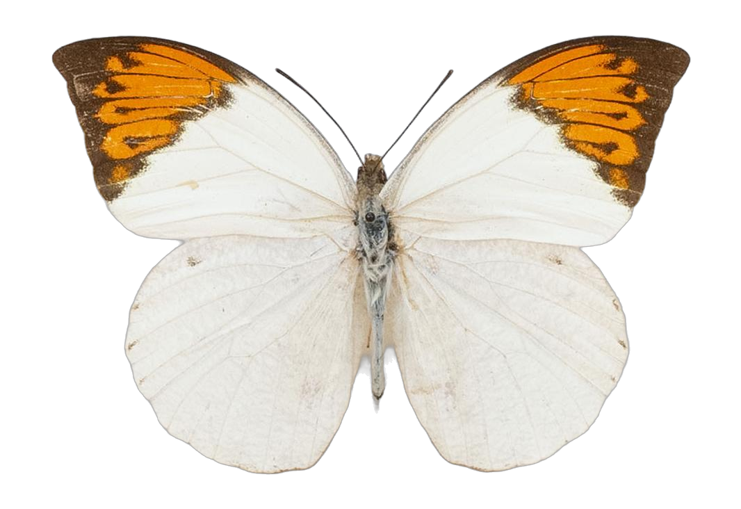 Hebomoia glaucippe glaucippe — PIERIDAE MARS 2026/Hebomoia 1 _TDR5541.jpg