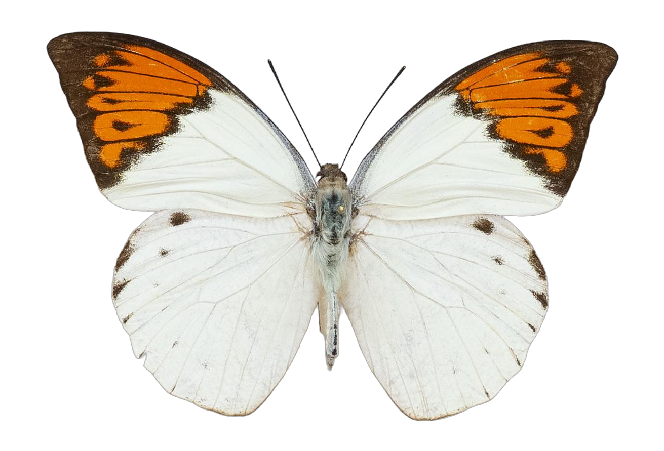 Hebomoia glaucippe aturia — PIERIDAE MARS 2026/Hebomoia 1 _TDR5541.jpg