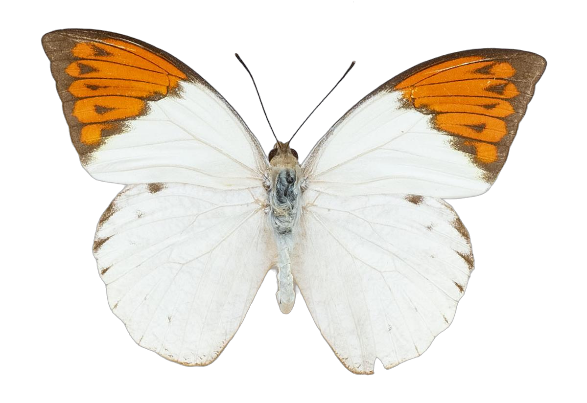Hebomoia glaucippe aturia — PIERIDAE MARS 2026/Hebomoia 1 _TDR5541.jpg