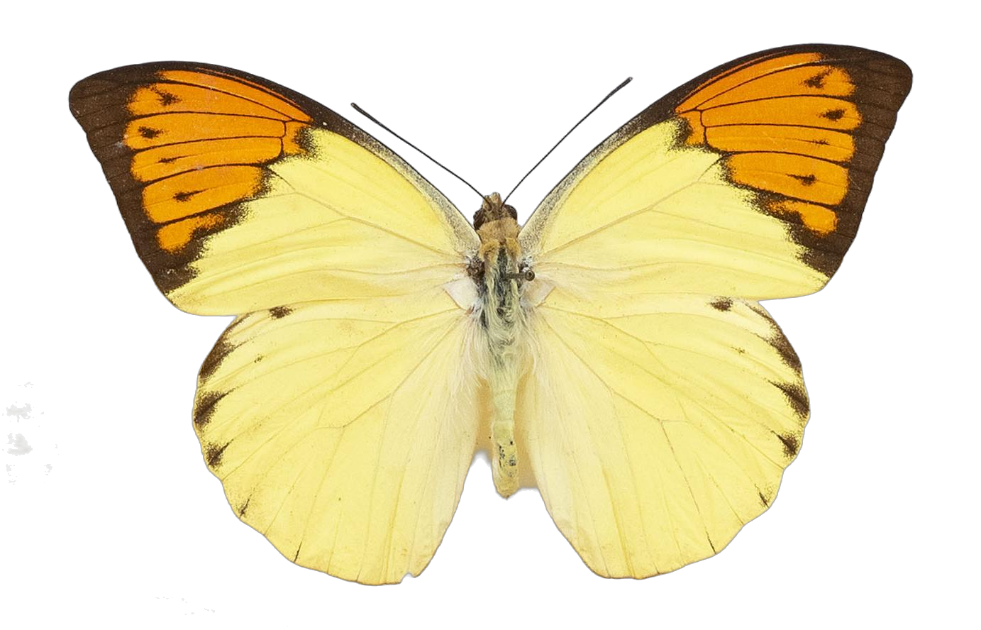 Hebomoia glaucippe vossi — PIERIDAE MARS 2026/Hebomoia 1 _TDR5541.jpg