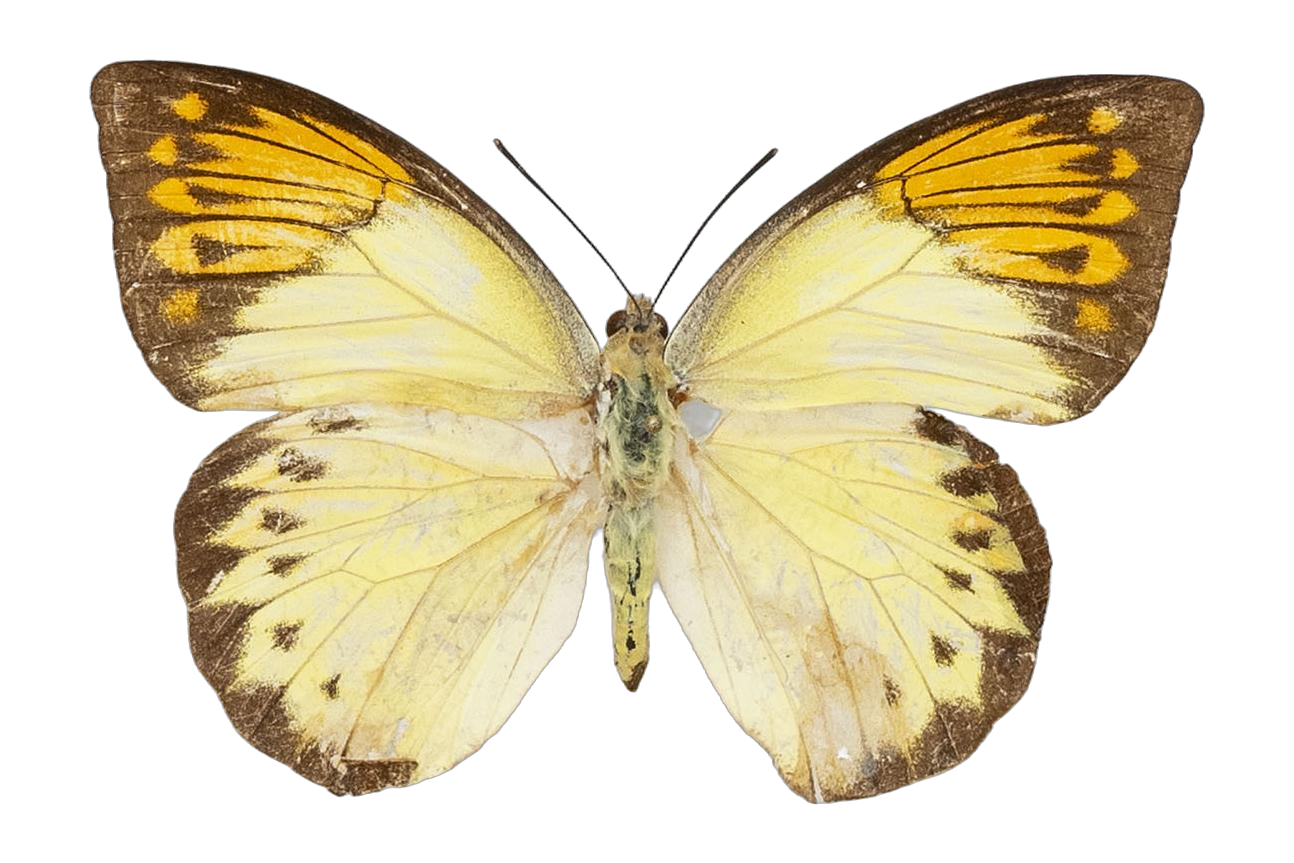 Hebomoia glaucippe vossi — PIERIDAE MARS 2026/Hebomoia 1 _TDR5541.jpg