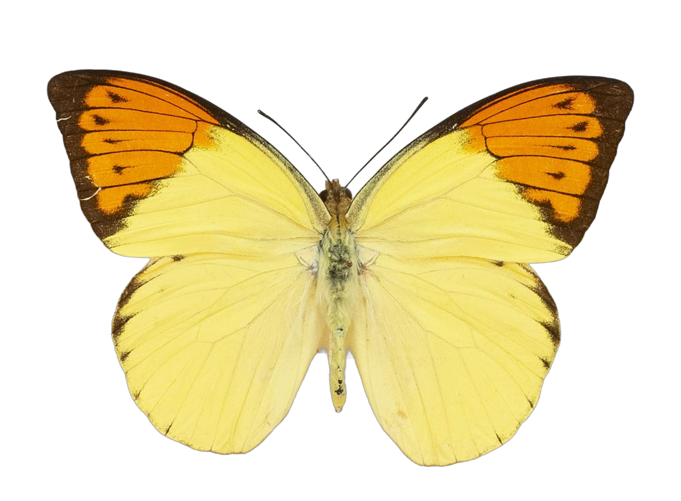 Hebomoia glaucippe vossi — PIERIDAE MARS 2026/Hebomoia 1 _TDR5541.jpg