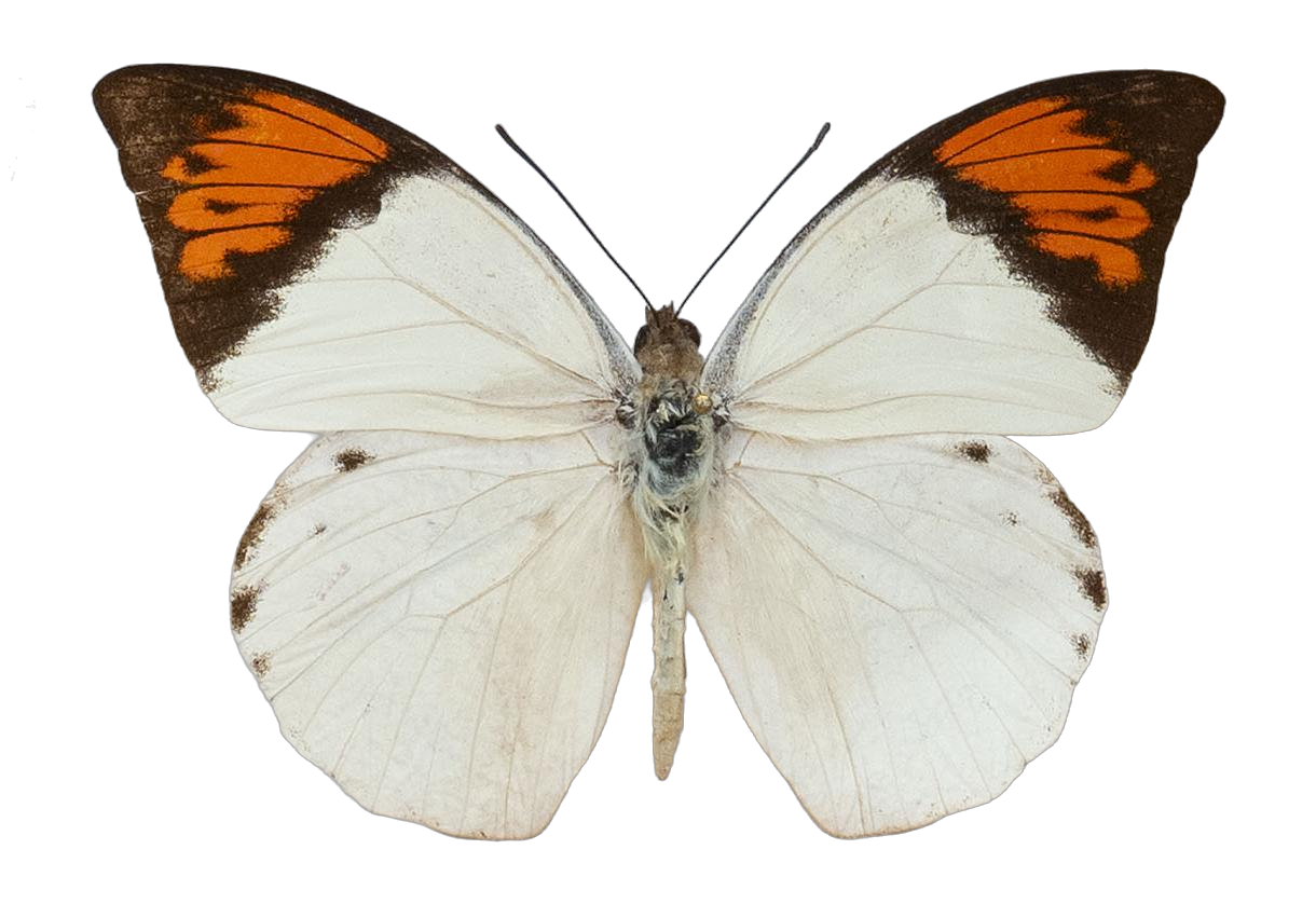 Hebomoia glaucippe borneensis — PIERIDAE MARS 2026/Hebomoia 1 _TDR5541.jpg