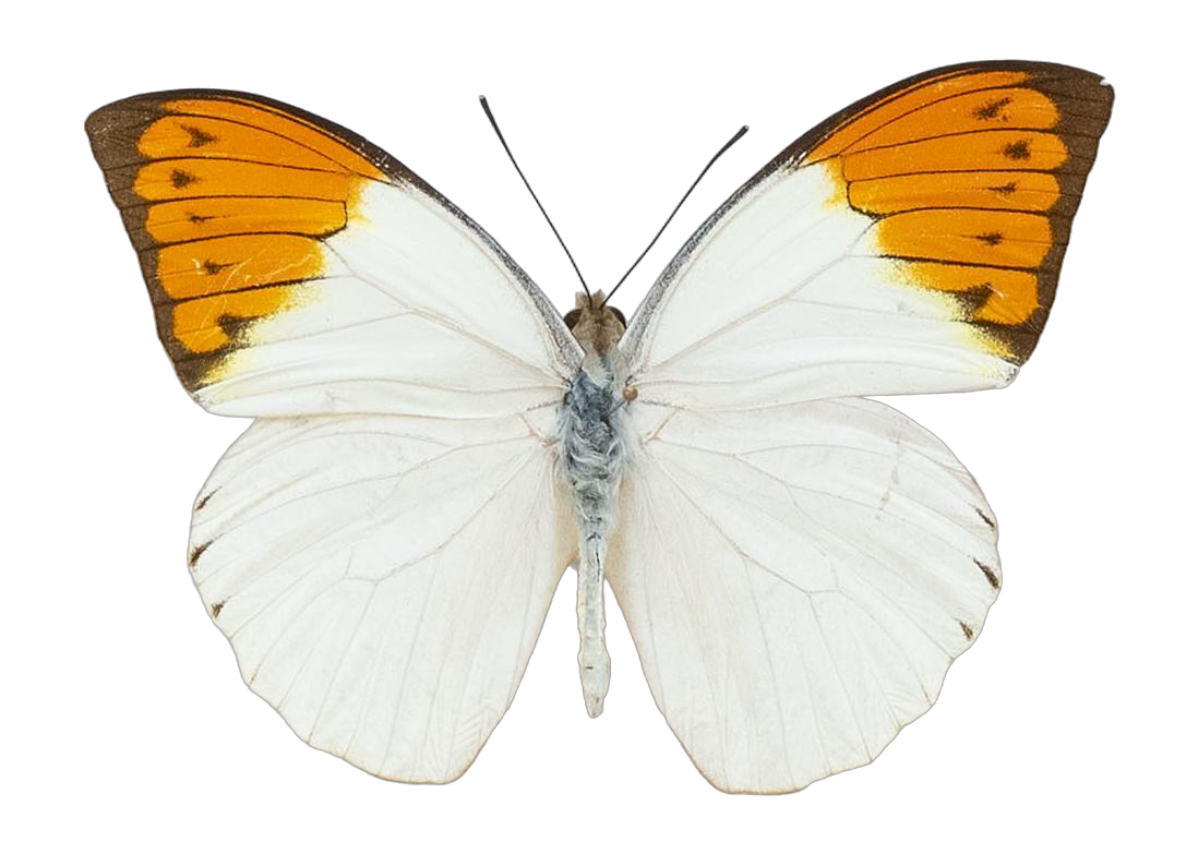 Hebomoia glaucippe javanensis — PIERIDAE MARS 2026/Hebomoia 1 _TDR5541.jpg
