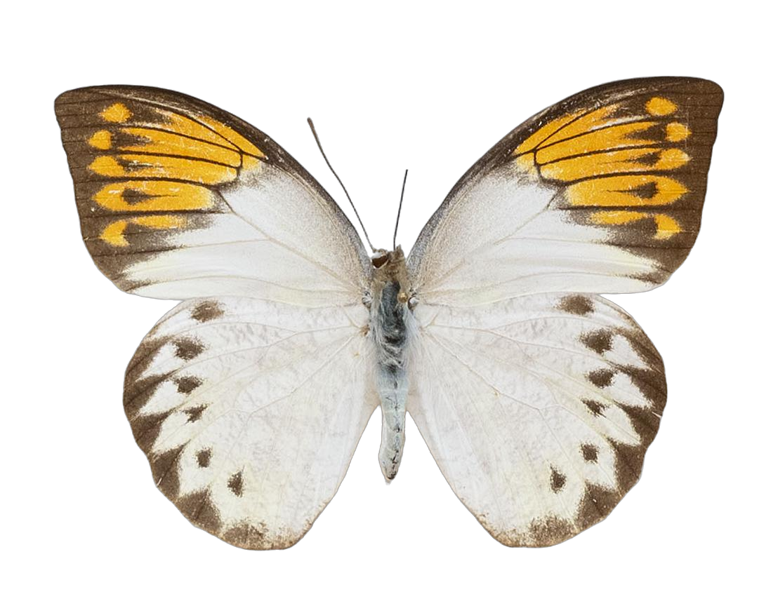 Hebomoia glaucippe javanensis — PIERIDAE MARS 2026/Hebomoia 1 _TDR5541.jpg