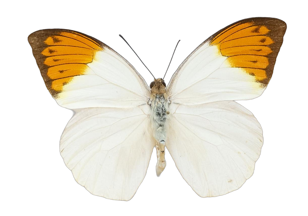 Hebomoia glaucippe timorensis — PIERIDAE MARS 2026/Hebomoia 1 _TDR5541.jpg