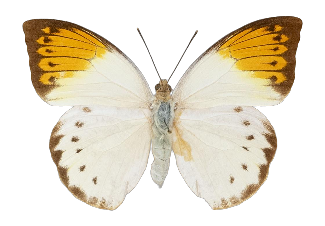 Hebomoia glaucippe timorensis — PIERIDAE MARS 2026/Hebomoia 1 _TDR5541.jpg