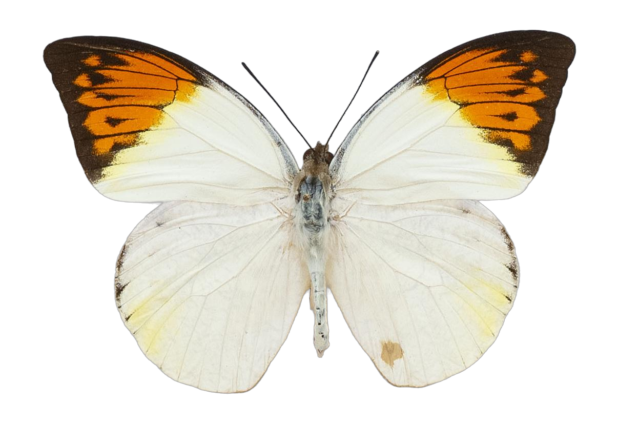 Hebomoia glaucippe philippinsis — PIERIDAE MARS 2026/Hebomoia 2 _TDR5542.jpg