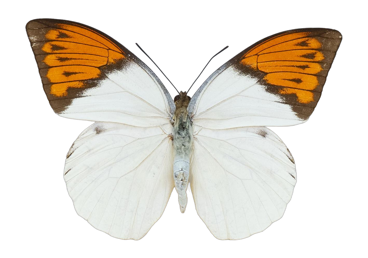 Hebomoia glaucippe celebensis — PIERIDAE MARS 2026/Hebomoia 2 _TDR5542.jpg