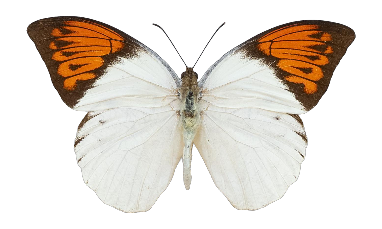 Hebomoia glaucippe celebensis — PIERIDAE MARS 2026/Hebomoia 2 _TDR5542.jpg