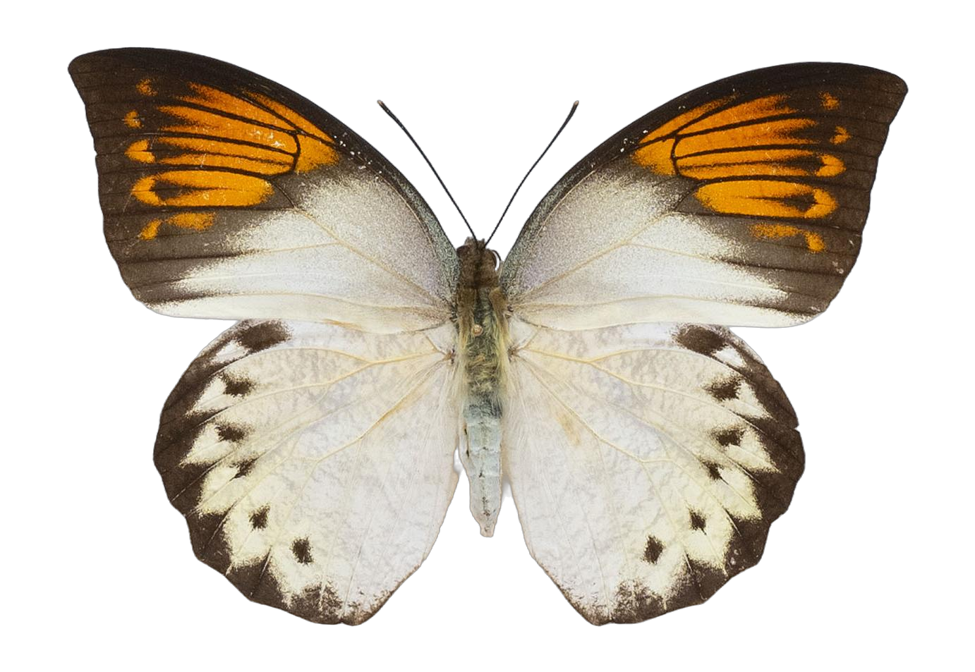 Hebomoia glaucippe celebensis — PIERIDAE MARS 2026/Hebomoia 2 _TDR5542.jpg