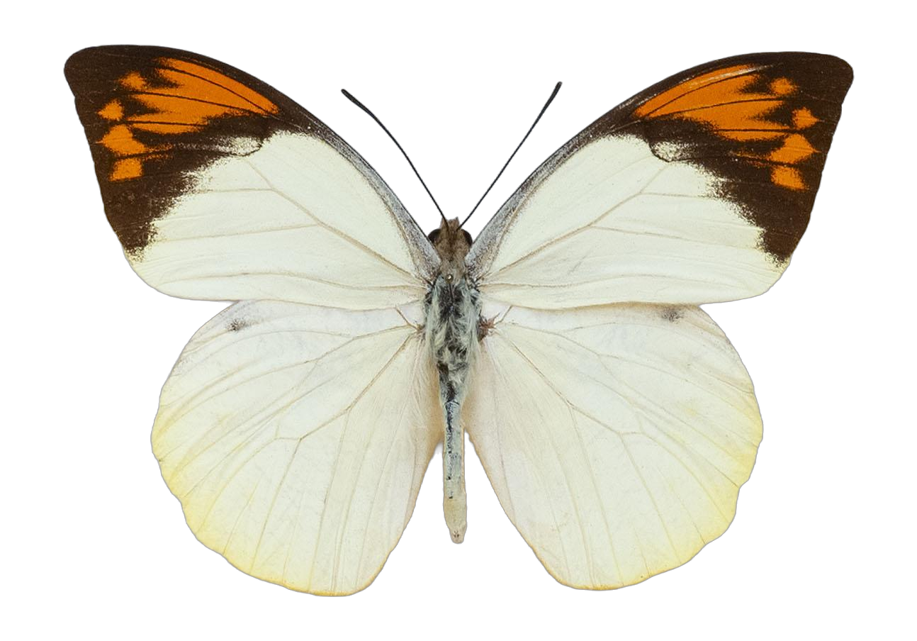 Hebomoia glaucippe felderi — PIERIDAE MARS 2026/Hebomoia 2 _TDR5542.jpg