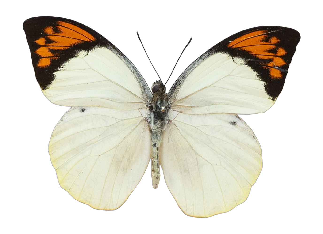 Hebomoia glaucippe sulphurea — PIERIDAE MARS 2026/Hebomoia 2 _TDR5542.jpg
