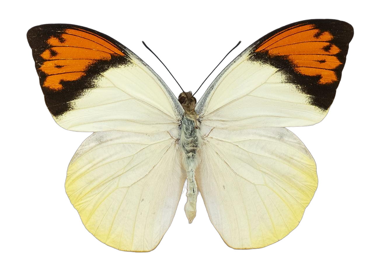 Hebomoia glaucippe aurantica — PIERIDAE MARS 2026/Hebomoia 2 _TDR5542.jpg