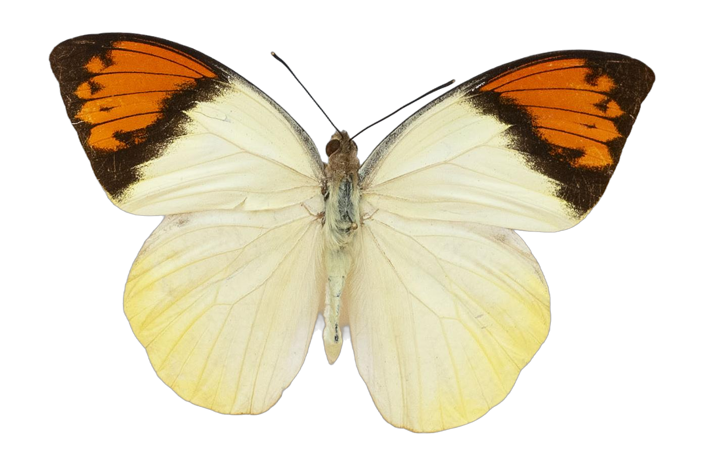 Hebomoia glaucippe aurantica — PIERIDAE MARS 2026/Hebomoia 2 _TDR5542.jpg
