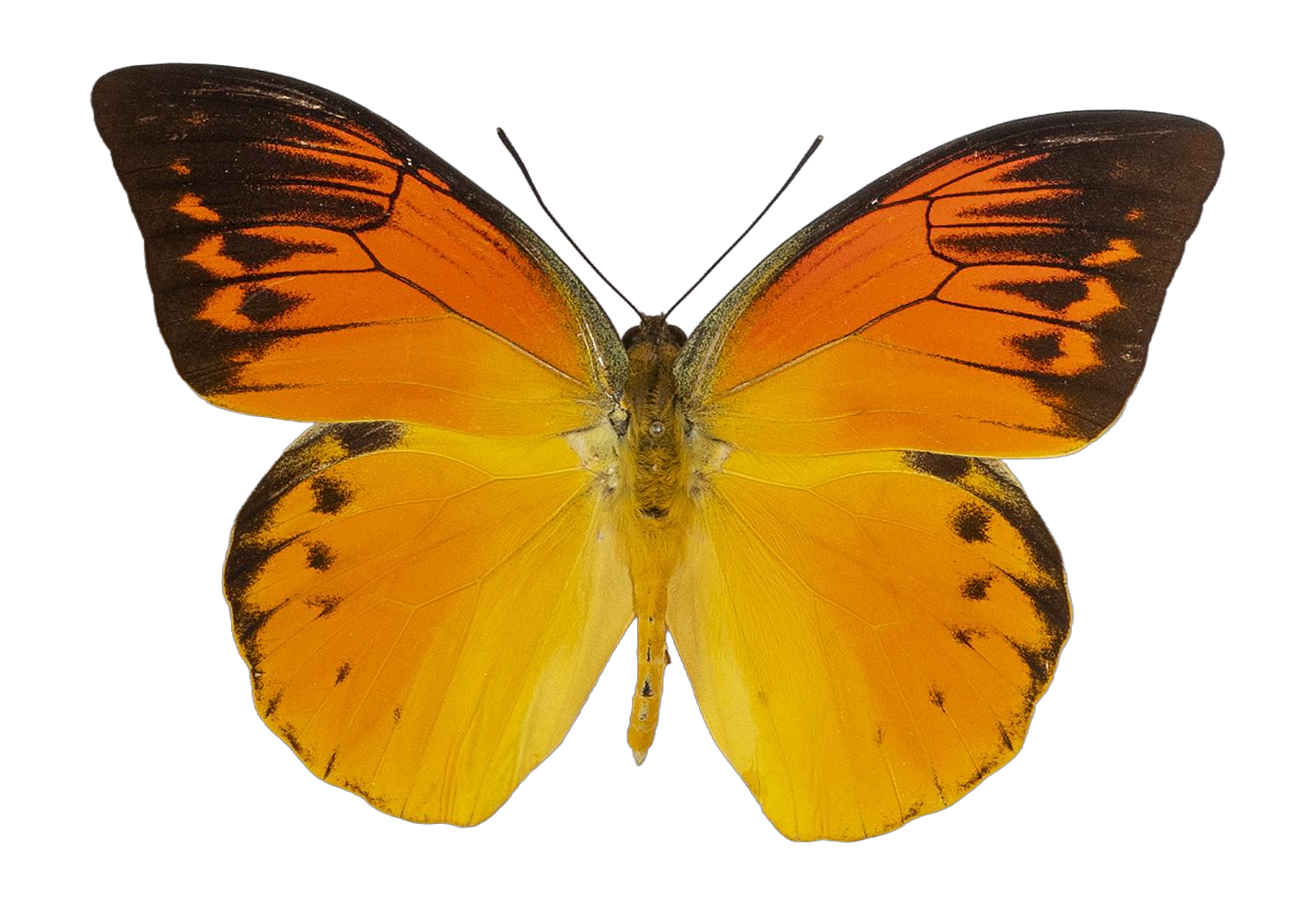Hebomoia leucippe detanii — PIERIDAE MARS 2026/Hebomoia 3 leucippe.jpg