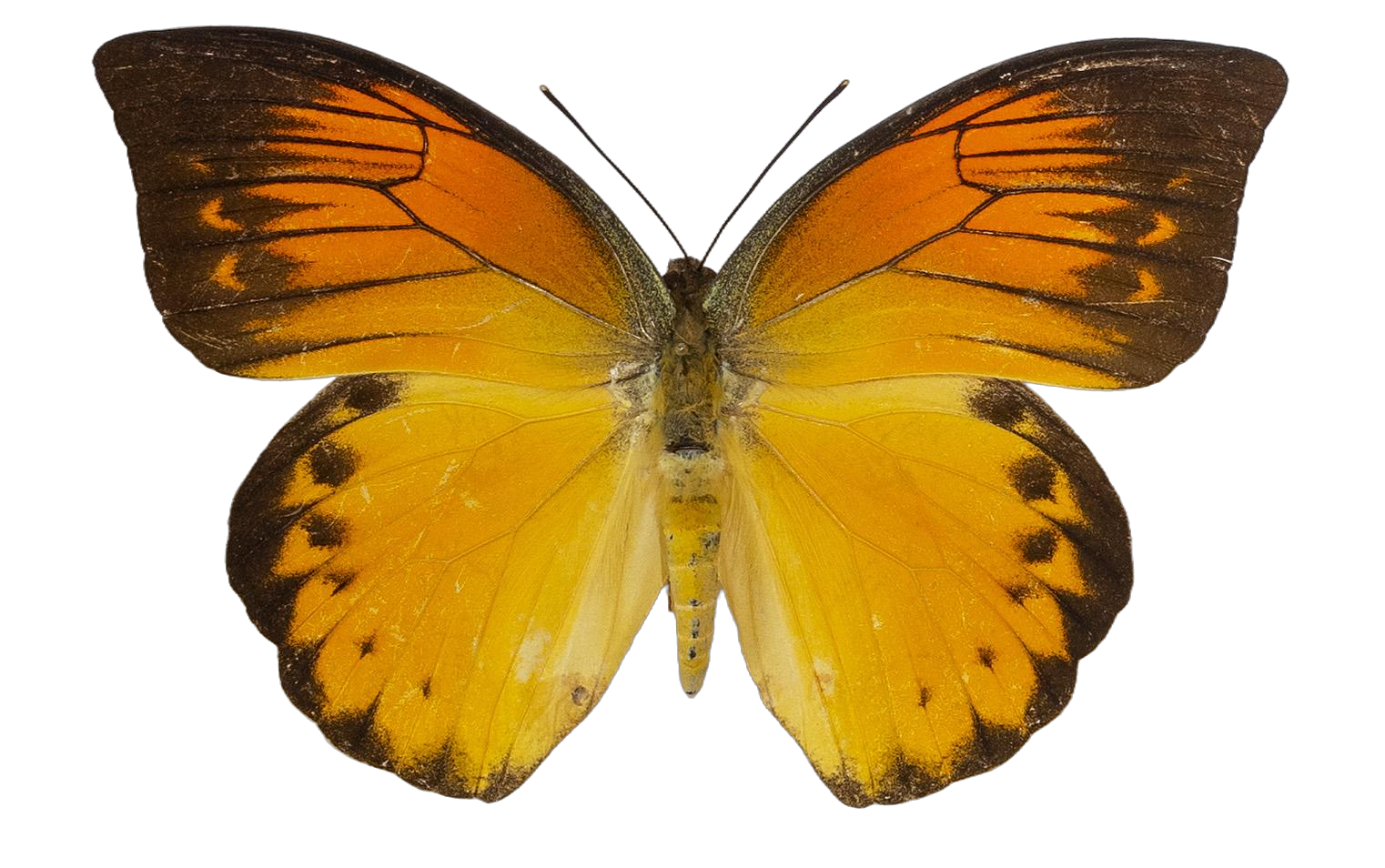 Hebomoia leucippe detanii — PIERIDAE MARS 2026/Hebomoia 3 leucippe.jpg