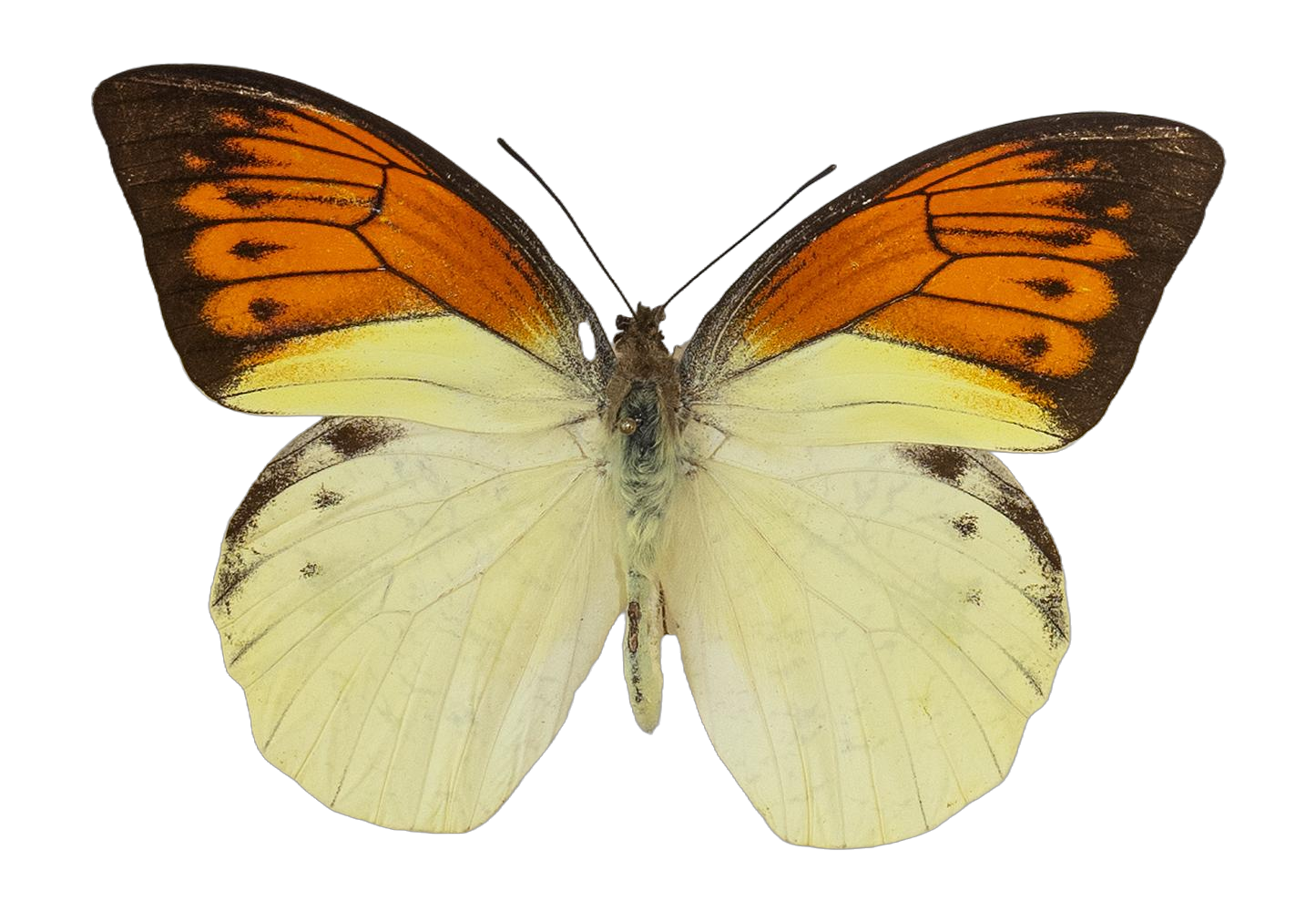 Hebomoia leucippe leucogynia — PIERIDAE MARS 2026/Hebomoia 3 leucippe.jpg