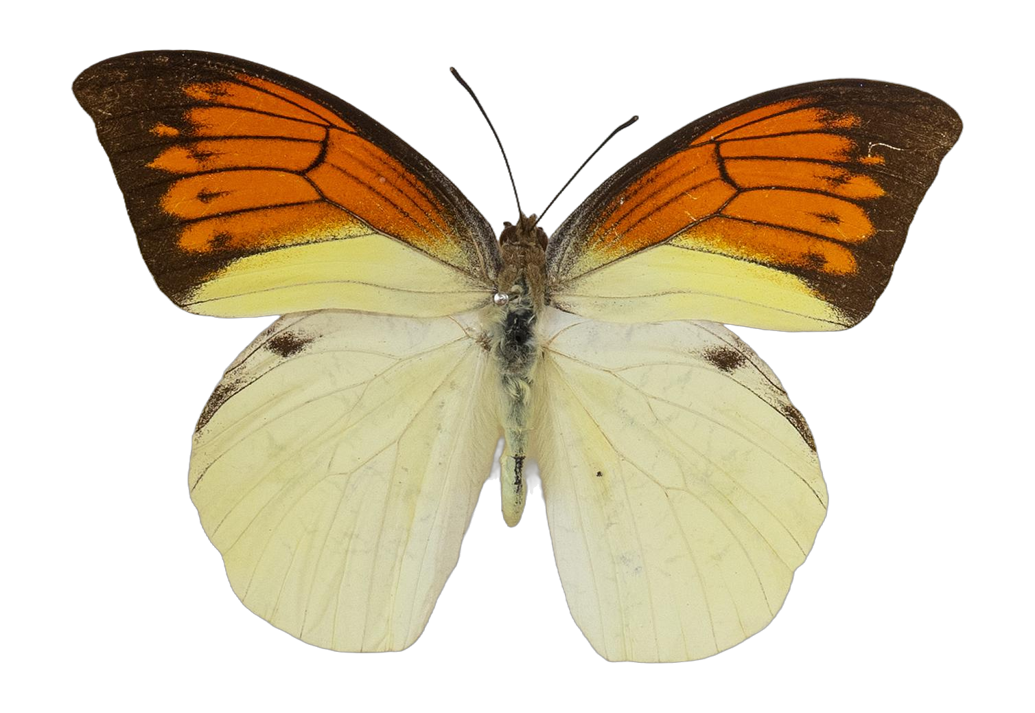Hebomoia leucippe leucogynia — PIERIDAE MARS 2026/Hebomoia 3 leucippe.jpg