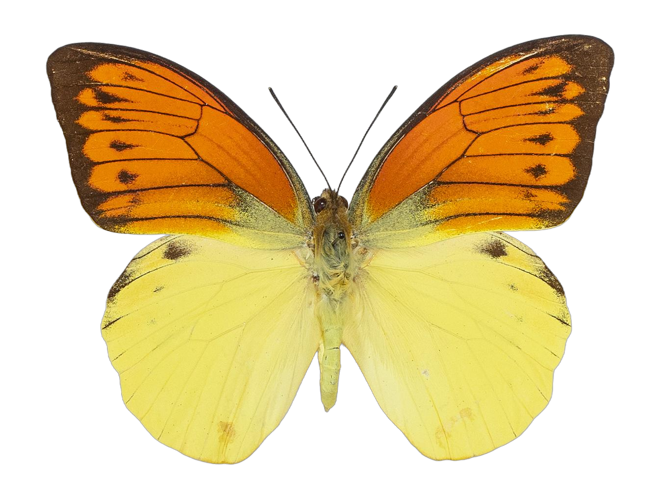 Hebomoia leucippe daemonis — PIERIDAE MARS 2026/Hebomoia 3 leucippe.jpg
