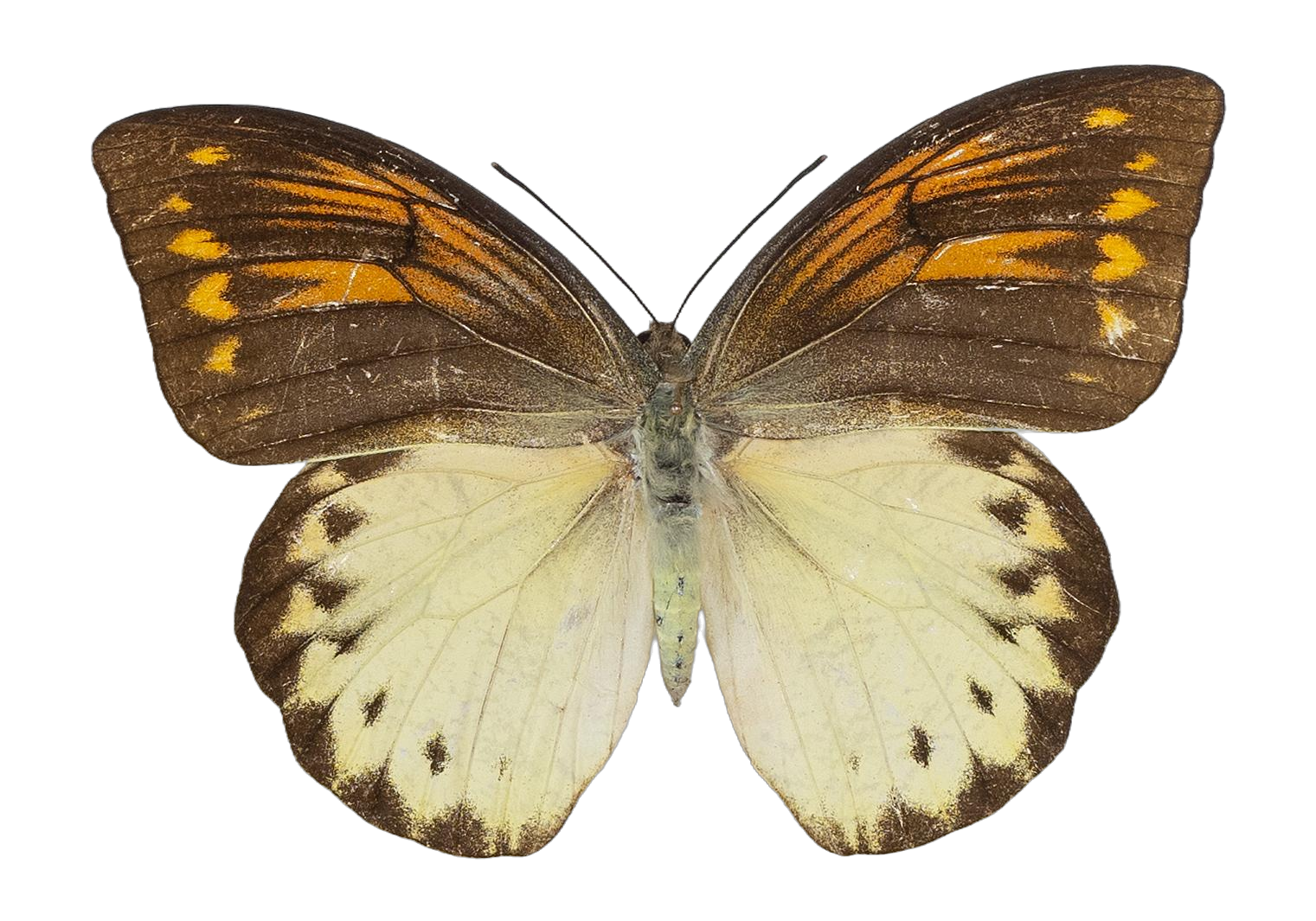 Hebomoia leucippe daemonis — PIERIDAE MARS 2026/Hebomoia 3 leucippe.jpg