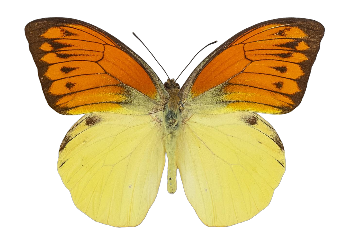 Hebomoia leucippe daemonis — PIERIDAE MARS 2026/Hebomoia 3 leucippe.jpg