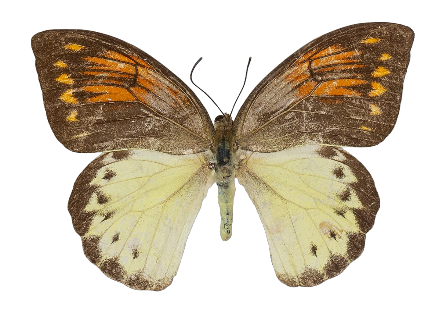Hebomoia leucippe daemonis — PIERIDAE MARS 2026/Hebomoia 3 leucippe.jpg