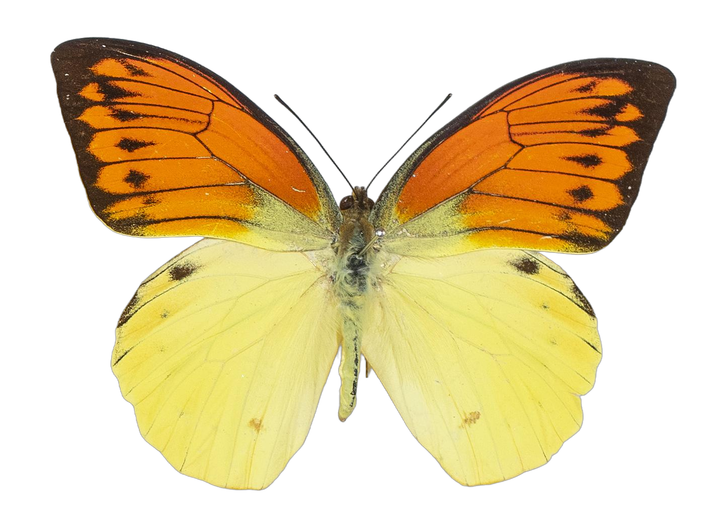 Hebomoia leucippe leucippe — PIERIDAE MARS 2026/Hebomoia 3 leucippe.jpg