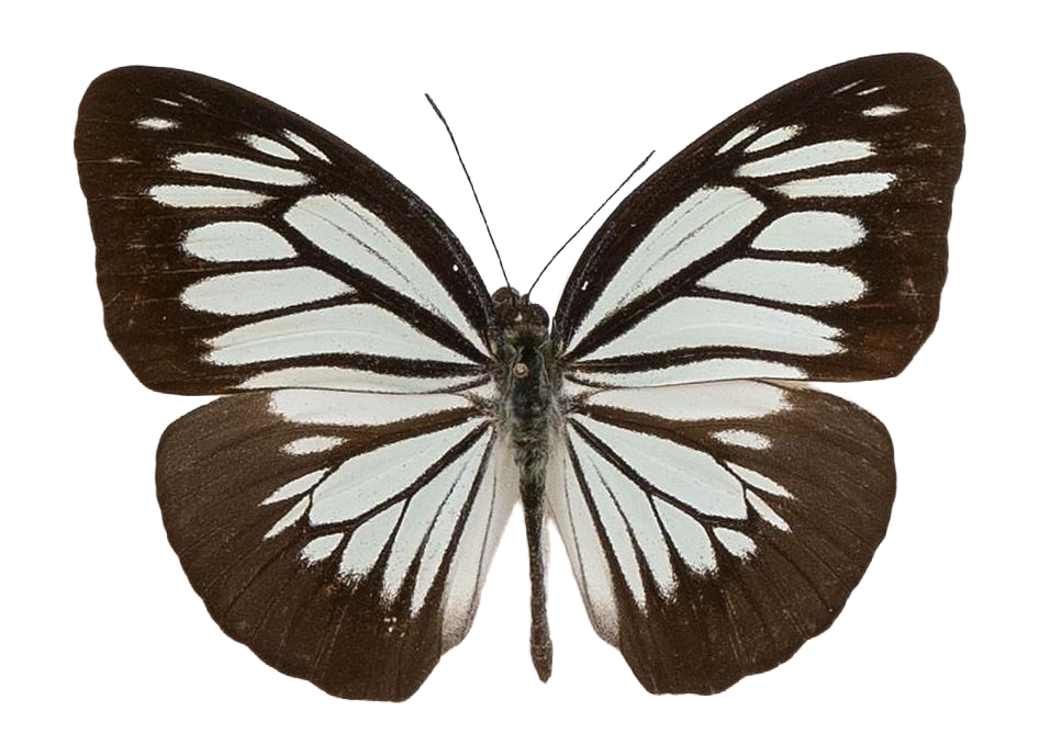 Pareronia boebera boebera — PIERIDAE MARS 2026/Pareronia _TDR5609.jpg