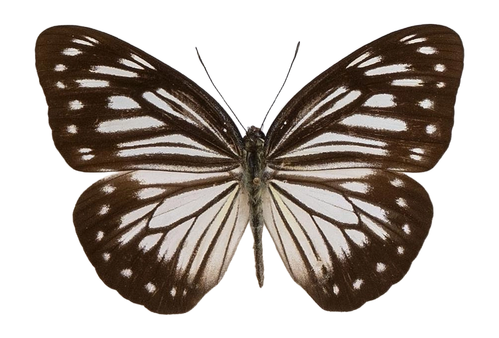 Pareronia boebera boebera — PIERIDAE MARS 2026/Pareronia _TDR5609.jpg