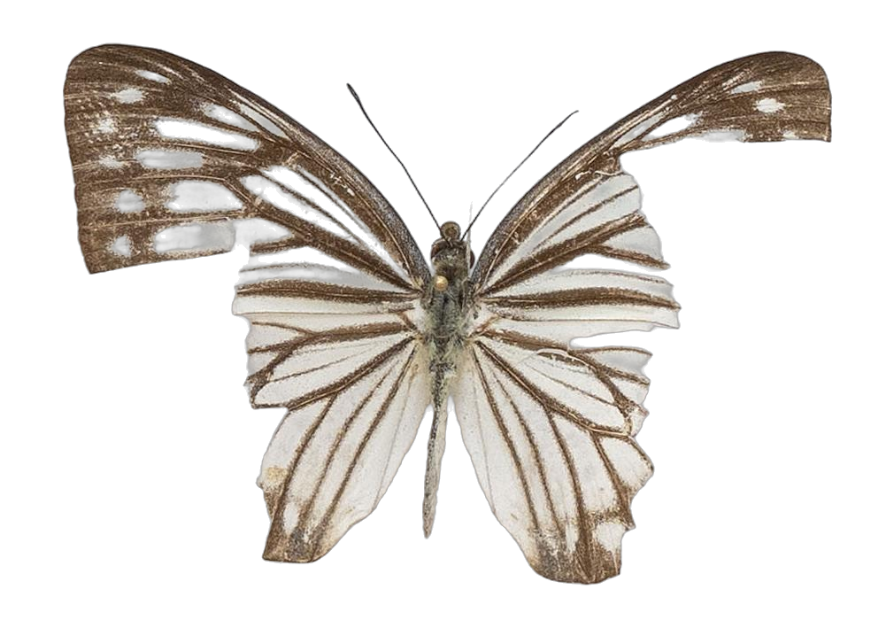 Pareronia nishiyamai — PIERIDAE MARS 2026/Pareronia _TDR5609.jpg
