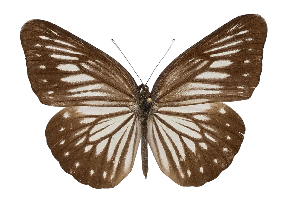 Pareronia tritaea tritaea — PIERIDAE MARS 2026/Pareronia _TDR5609.jpg