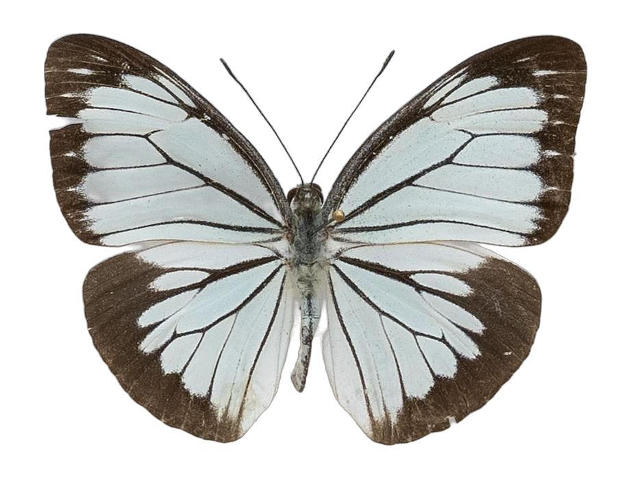 Pareronia valeria palawana — PIERIDAE MARS 2026/Pareronia _TDR5609.jpg