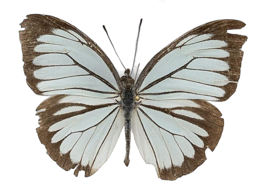 Pareronia valeria palawana — PIERIDAE MARS 2026/Pareronia _TDR5609.jpg