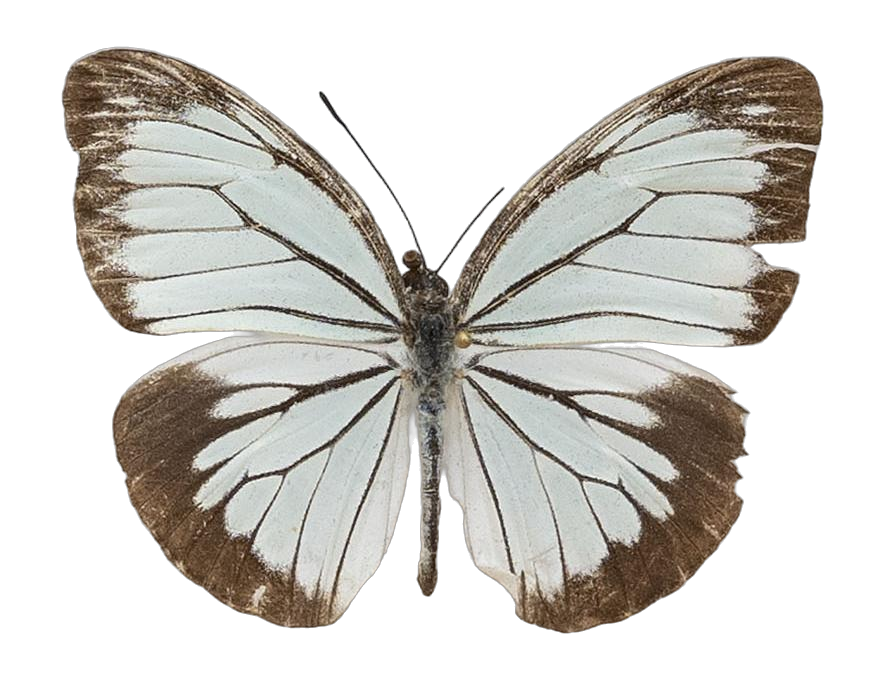 Pareronia valeria palawana — PIERIDAE MARS 2026/Pareronia _TDR5609.jpg