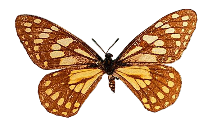 Baronia brevicornis brevicornis — PAPILIONIDAE/BARONINAE/2 - Baroniinae - Baronia rätt redigerad.jpg