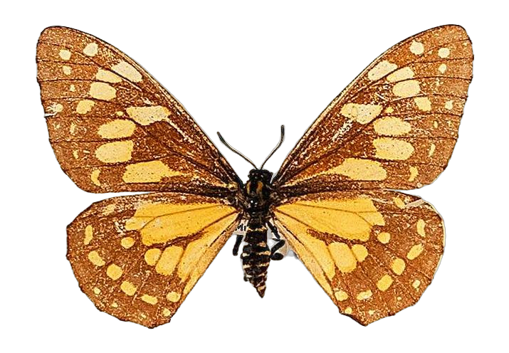 Baronia brevicornis brevicornis — PAPILIONIDAE/BARONINAE/2 - Baroniinae - Baronia rätt redigerad.jpg