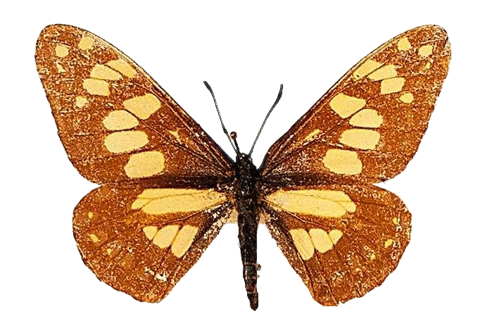 Baronia brevicornis brevicornis — PAPILIONIDAE/BARONINAE/2 - Baroniinae - Baronia rätt redigerad.jpg