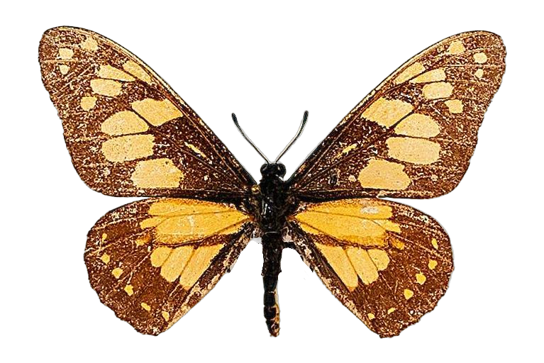 Baronia brevicornis brevicornis — PAPILIONIDAE/BARONINAE/2 - Baroniinae - Baronia rätt redigerad.jpg