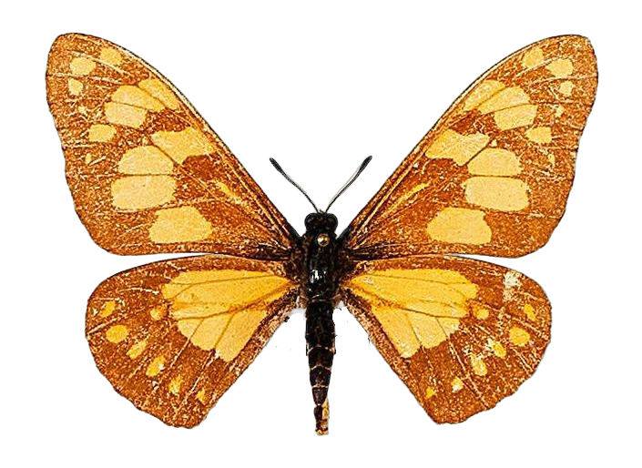 Baronia brevicornis brevicornis — PAPILIONIDAE/BARONINAE/2 - Baroniinae - Baronia rätt redigerad.jpg