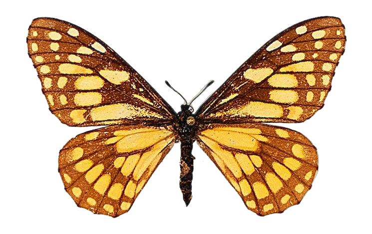 Baronia brevicornis brevicornis f. intemerata — PAPILIONIDAE/BARONINAE/2 - Baroniinae - Baronia rätt redigerad.jpg