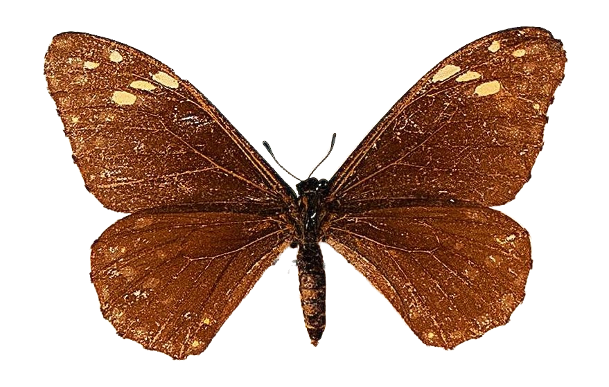 Baronia brevicornis brevicornis — PAPILIONIDAE/BARONINAE/2 - Baroniinae - Baronia rätt redigerad.jpg