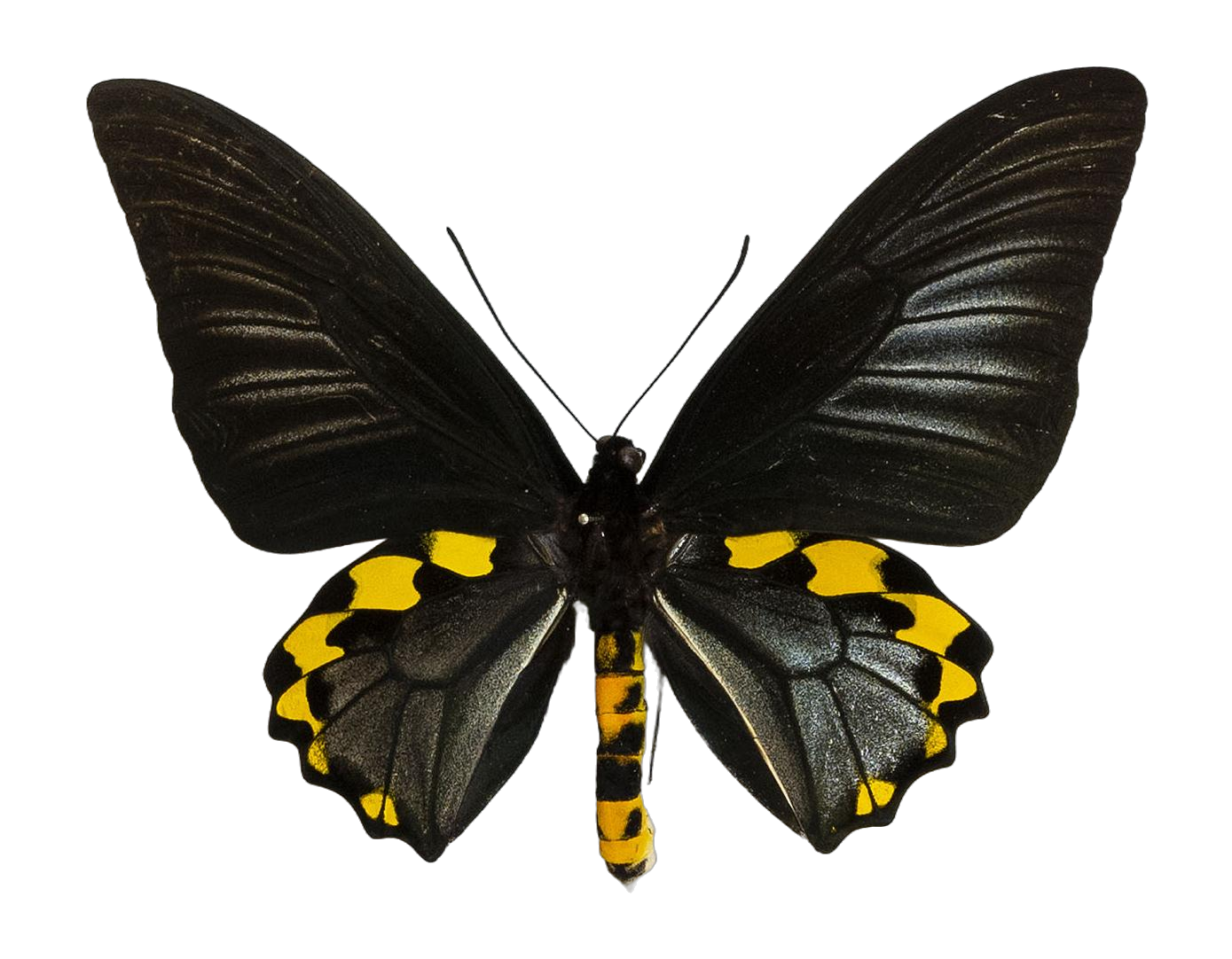 Troides hypolitus cellularis — PAPILIONIDAE/PAPILIONINAE/Troidini/Ripponia hypolitus.jpg