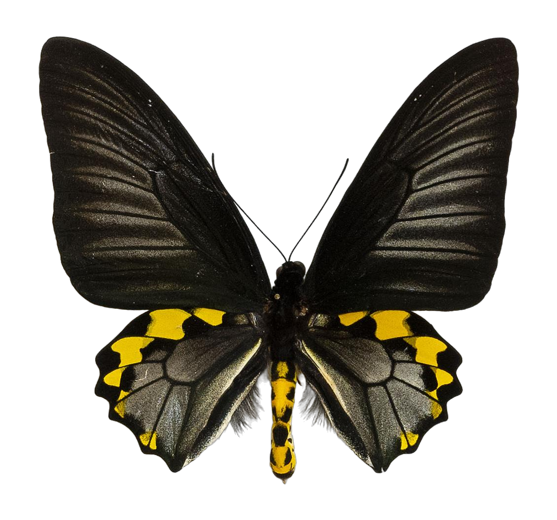 Troides hypolitus cellularis — PAPILIONIDAE/PAPILIONINAE/Troidini/Ripponia hypolitus.jpg