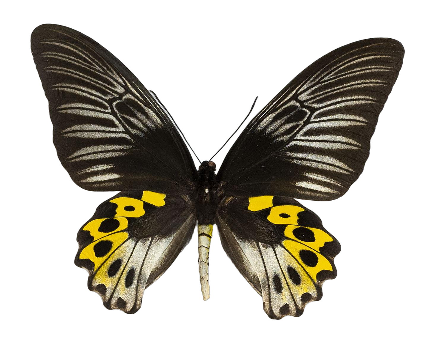 Troides hypolitus cellularis — PAPILIONIDAE/PAPILIONINAE/Troidini/Ripponia hypolitus.jpg