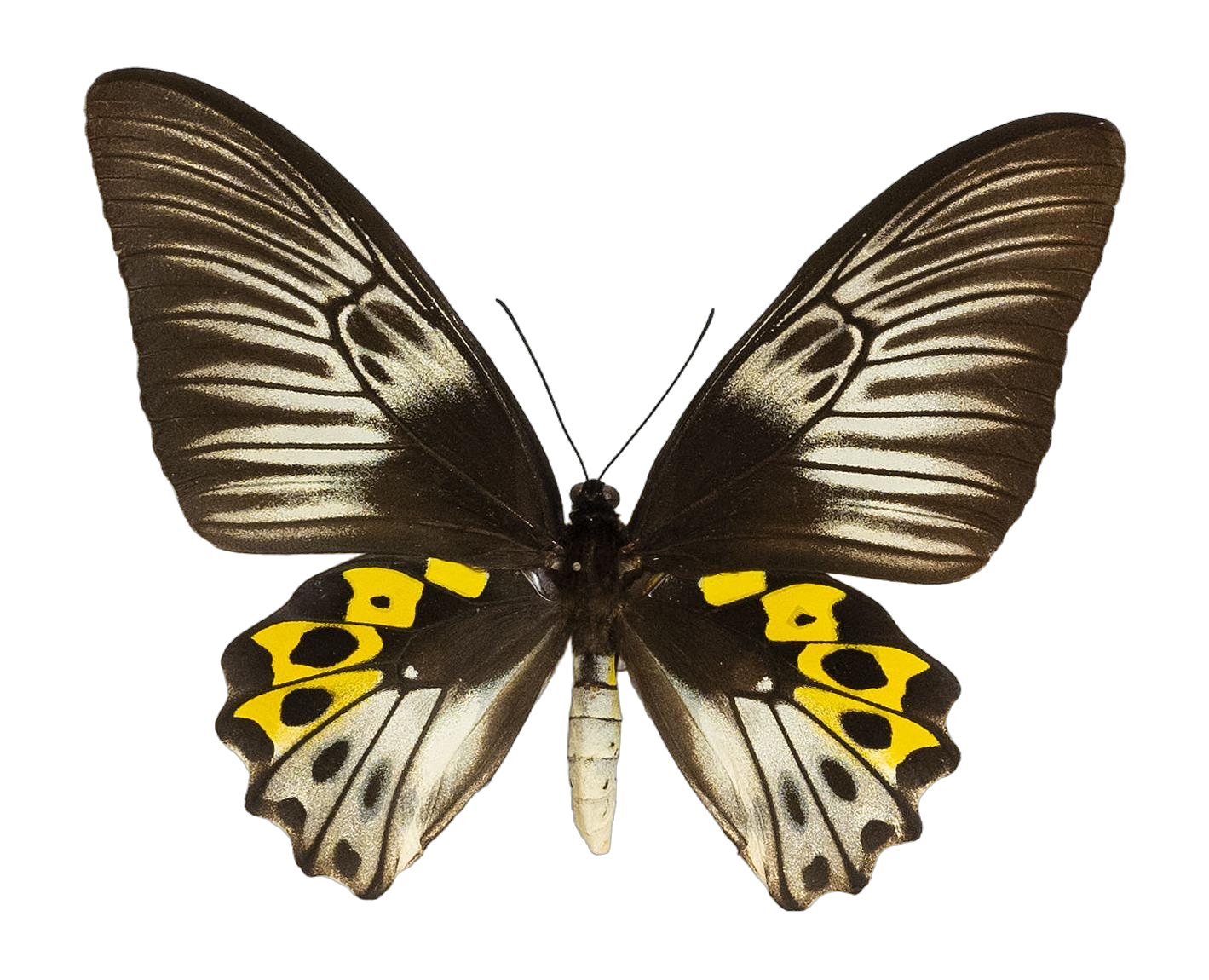 Troides hypolitus cellularis — PAPILIONIDAE/PAPILIONINAE/Troidini/Ripponia hypolitus.jpg