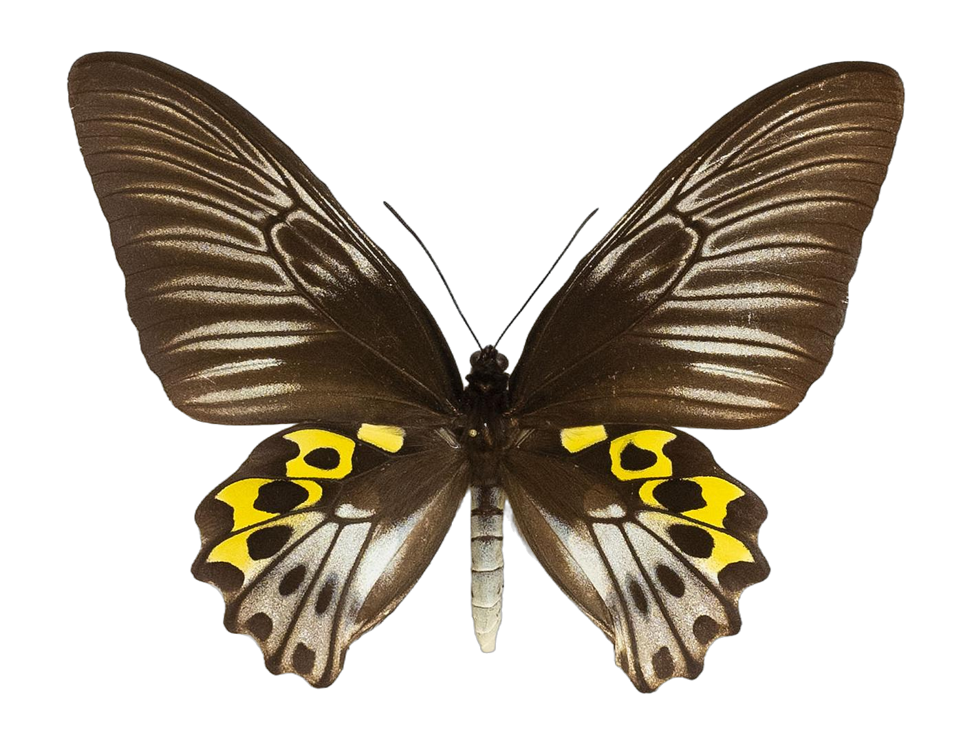 Troides hypolitus cellularis — PAPILIONIDAE/PAPILIONINAE/Troidini/Ripponia hypolitus.jpg