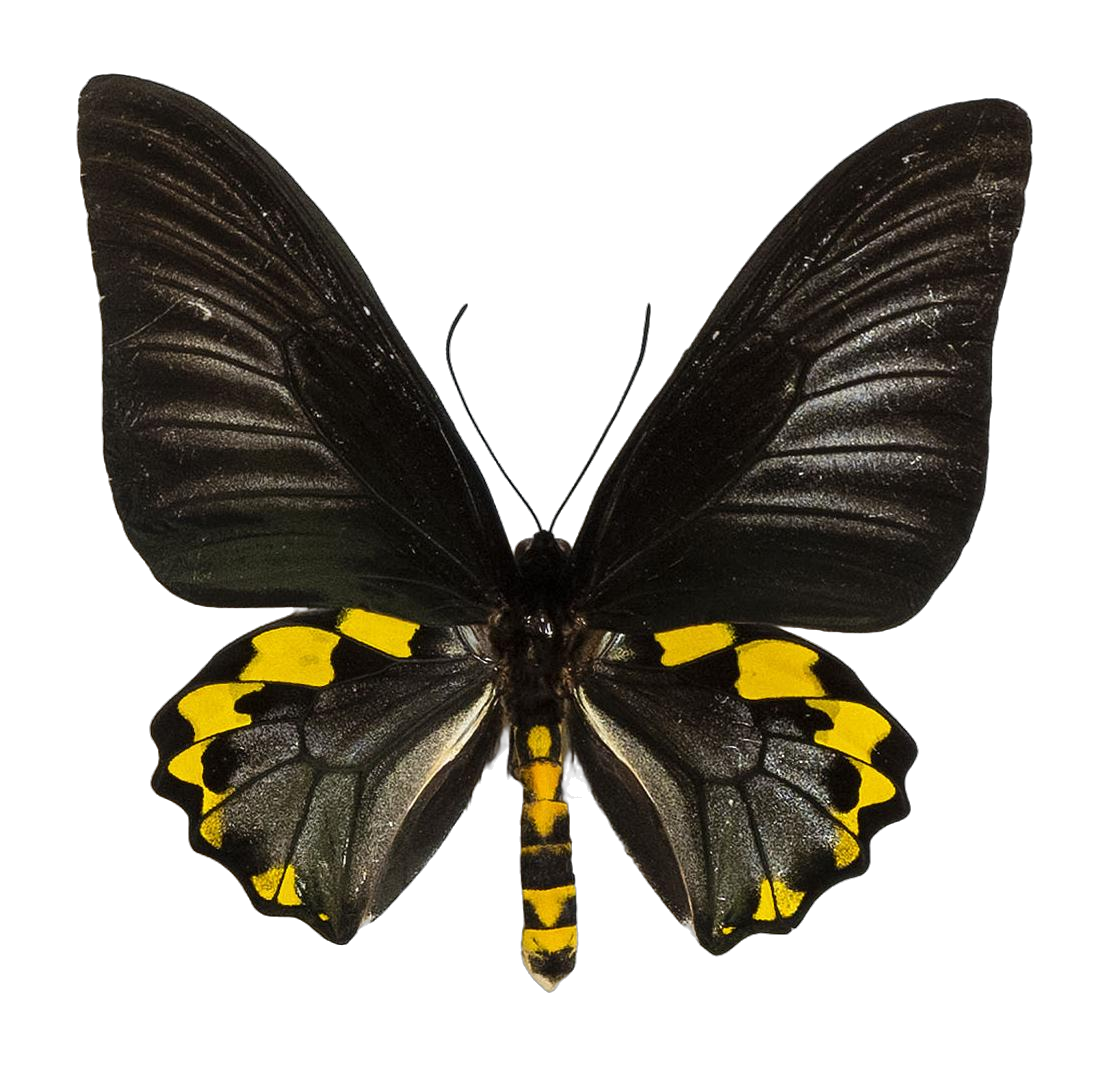 Troides hypolitus antiopa — PAPILIONIDAE/PAPILIONINAE/Troidini/Ripponia hypolitus.jpg
