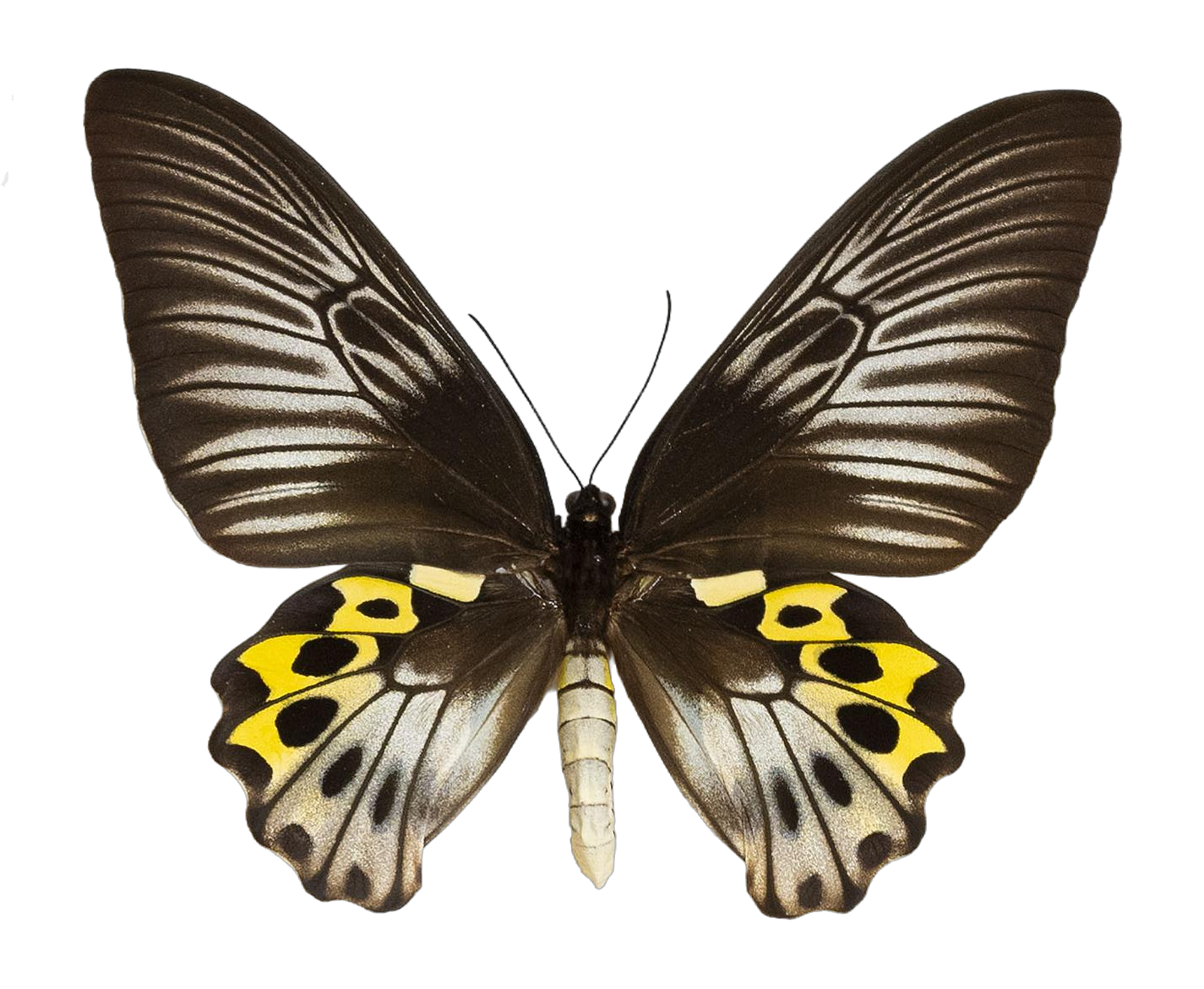Troides hypolitus antiopa — PAPILIONIDAE/PAPILIONINAE/Troidini/Ripponia hypolitus.jpg