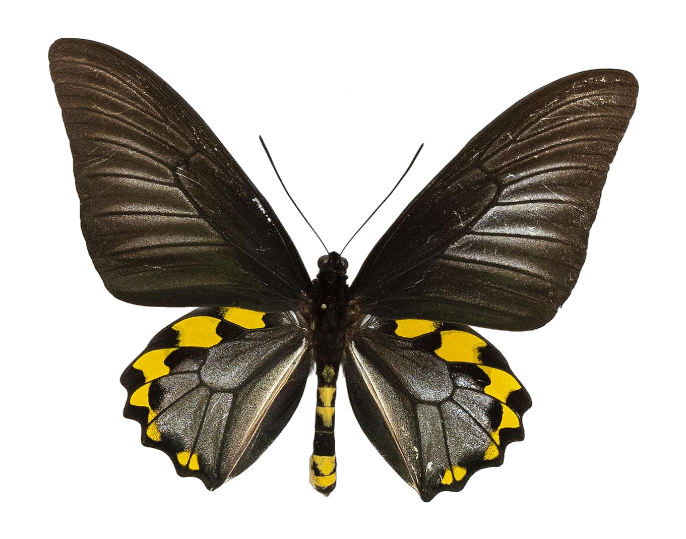 Troides hypolitus antiopa — PAPILIONIDAE/PAPILIONINAE/Troidini/Ripponia hypolitus.jpg